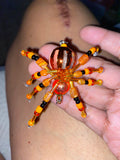 Orange and black beaded spider